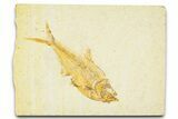 Detailed Fossil Fish (Diplomystus) - Wyoming #379405-1